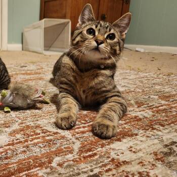 Domestic Short Hair Cats Available for Adoption - Dump Truck | PetCurious