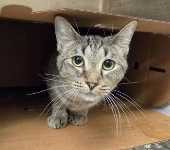 Willow Rae -  Domestic Short Hair Cat for Adoption in Westland, Michigan - Willow Rae | PetCurious