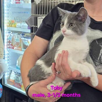 Toby -  Domestic Short Hair Cat for Adoption in Buffalo, New York - Toby | PetCurious