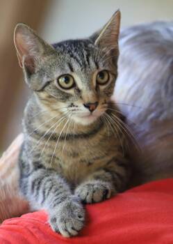 Neytaro -  Domestic Short Hair Cat for Adoption in North Fort Myers, Florida - Neytaro | PetCurious