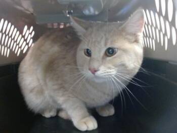 Domestic Short Hair Cats Available for Adoption in Oklahoma City, Oklahoma - PONCHO | PetCurious