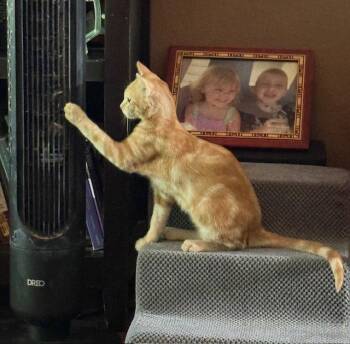 Blynken (bonded with Wynken) -  Domestic Short Hair Cat for Adoption in Antioch, California - Blynken (bonded With Wynken) | PetCurious
