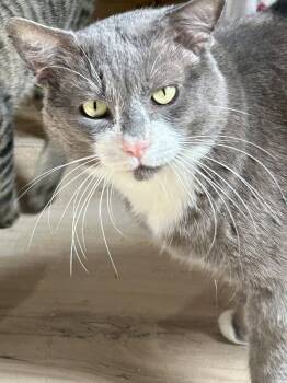 Domestic Short Hair Cats Available for Adoption in Plano, Texas - Bawls | PetCurious