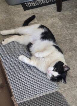 Domestic Short Hair Cats Available for Adoption in Telford, Pennsylvania - Sir Percival (Percy) | PetCurious
