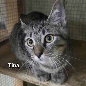 Rescue Tabby Cats for Adoption in Anniston, Alabama - Tina | PetCurious