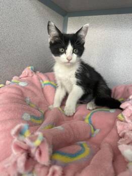 Hickory -  Domestic Short Hair Cat for Adoption in Montgomery, New Jersey - Hickory | PetCurious