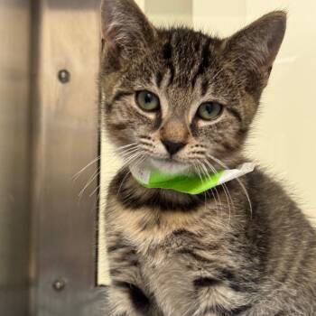 Zofran -  Domestic Short Hair Cat for Adoption in York, Pennsylvania - Zofran | PetCurious