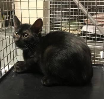 Domestic Short Hair Cats Available for Adoption - A425378 | PetCurious