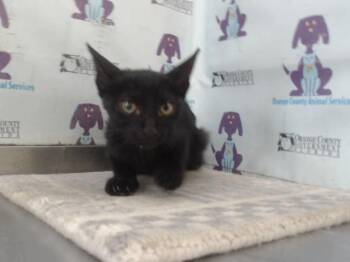 A599874 -  Domestic Short Hair Cat for Adoption in Orlando, Florida - A599874 | PetCurious