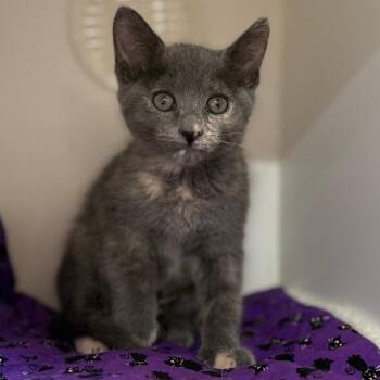 Domestic Short Hair Cats Available for Adoption in Riverside, California - Ariel | PetCurious