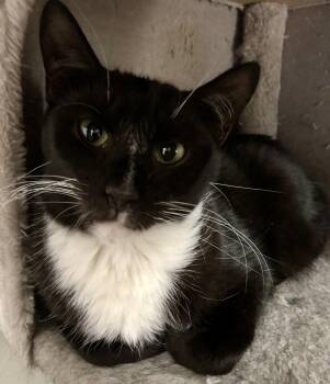 Rescue Domestic Short Hair Cats for Adoption in Bellmawr, New Jersey - Tuxie Girl | PetCurious