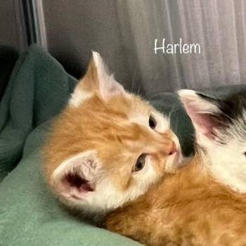 Domestic Short Hair Cats Available for Adoption - Harlem | PetCurious