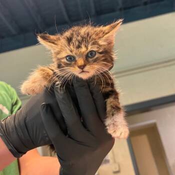 Jackson -  Domestic Short Hair Cat for Adoption in Huntington, West Virginia - Jackson | PetCurious