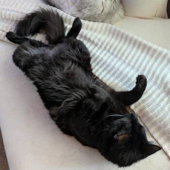 Lucero -  Domestic Medium Hair Cat for Adoption in Redwood City, California - Lucero | PetCurious