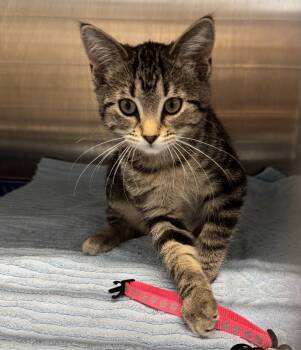 Posey -  Domestic Short Hair Cat for Adoption in Morris, Minnesota - Posey | PetCurious