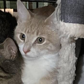 Domestic Short Hair Cats Available for Adoption - Chris | PetCurious