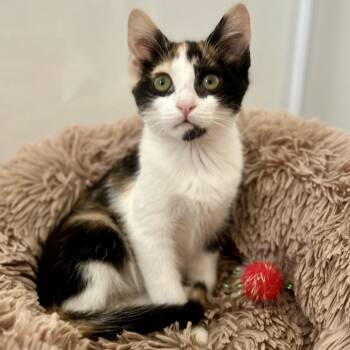 Rescue Domestic Short Hair Cats for Adoption in Los Angeles, California - Mabel | PetCurious