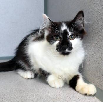 Hendricks -  Domestic Long Hair Cat for Adoption in Lambertville, New Jersey - Hendricks | PetCurious