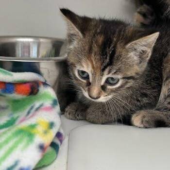 Jasmine -  Domestic Medium Hair Cat for Adoption in Jeffersonville, Indiana - Jasmine | PetCurious