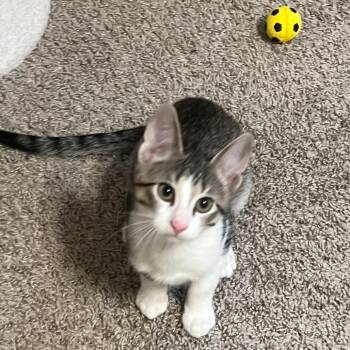 Snow White -  Domestic Short Hair Cat for Adoption in South Elgin, Illinois - Snow White | PetCurious