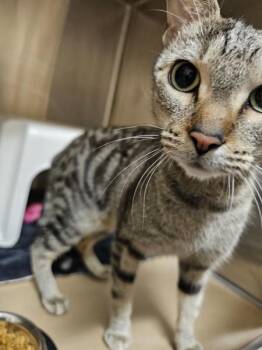 Domestic Short Hair Cats Available for Adoption in Kennewick, Washington - Nirvana | PetCurious
