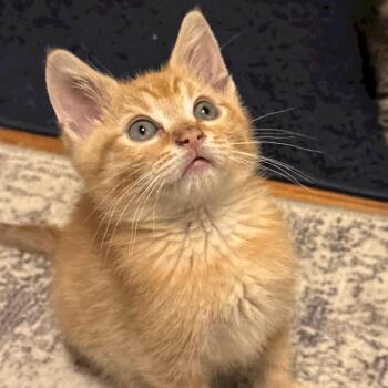 Pippin -  Domestic Short Hair Cat for Adoption in Reeseville, Wisconsin - Pippin | PetCurious