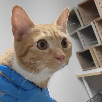 Peony -  Domestic Short Hair Cat for Adoption in Philadelphia, Pennsylvania - Peony | PetCurious