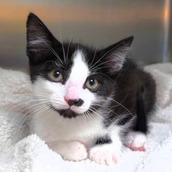 Doug -  Domestic Short Hair Cat for Adoption in Michigan City, Indiana - Doug | PetCurious