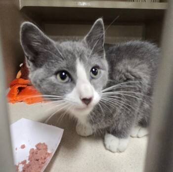 Rescue Domestic Short Hair Cats for Adoption in New Rochelle, New York - Lite Brite | PetCurious