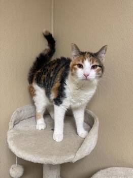 Rescue Domestic Short Hair Cats for Adoption in Quincy, Illinois - Margo | PetCurious