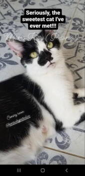 Rescue Domestic Short Hair Cats for Adoption in Jeffersontown, Kentucky - Petunia | PetCurious