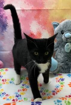 Rescue Domestic Short Hair Cats for Adoption in Washington Court House, Ohio - Lazy Daisy | PetCurious