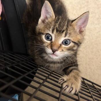 Rescue Domestic Short Hair Cats for Adoption in Crookston, Minnesota - Jasper | PetCurious