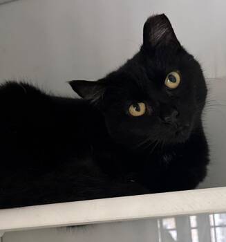 Chappell Roan -  Domestic Short Hair Cat Available for Adoption in Cumming, Georgia - Chappell Roan | PetCurious
