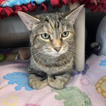 Perry -  Domestic Short Hair Cat for Adoption in Fort Wayne, Indiana - Perry | PetCurious
