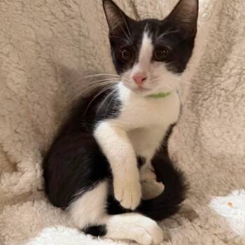 Orlando -  Domestic Short Hair Cat for Adoption in Webster, Texas - Orlando | PetCurious