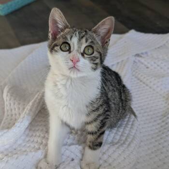 Domestic Short Hair Cats Available for Adoption - Cabbage Patch Kid Morley-Steve | PetCurious