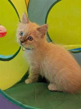GRETA -  Domestic Short Hair Cat for Adoption in Leesburg, Virginia - GRETA | PetCurious