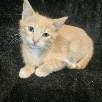 Yoshi -  Domestic Short Hair Cat for Adoption in Larkfield-wikiup, California - Yoshi | PetCurious
