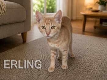 Erling -  Domestic Short Hair Cat for Adoption in Hudson, New Hampshire - Erling | PetCurious