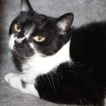 Domestic Short Hair Cats Available for Adoption - Boo Boo | PetCurious