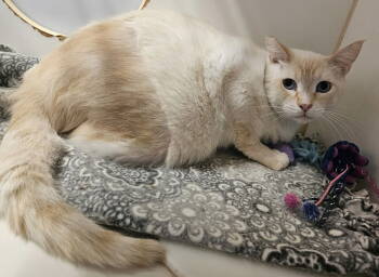Rescue Siamese Cats for Adoption in El Centro, California - Peg-Leg Pete | PetCurious