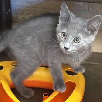 Beast Boy -  Domestic Short Hair Cat for Adoption in Davenport, Iowa - Beast Boy | PetCurious