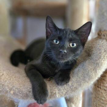 Latoya -  Bombay and Domestic Short Hair Cat for Adoption in Knoxville, Tennessee - Latoya | PetCurious