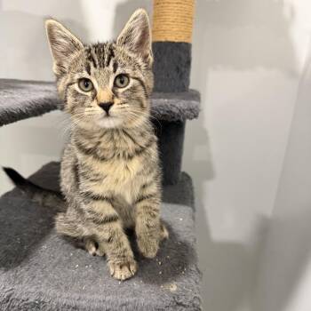 Mackenzie -  American Shorthair Cat for Adoption in Bethel, Connecticut - Mackenzie | PetCurious
