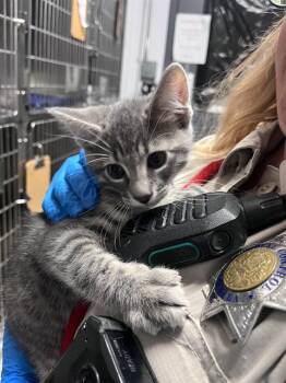 ASPEN -  Domestic Short Hair Cat for Adoption in Alameda, California - ASPEN | PetCurious