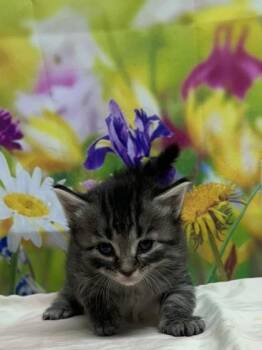 Domestic Short Hair Cats Available for Adoption in San Antonio, Texas - Mars | PetCurious