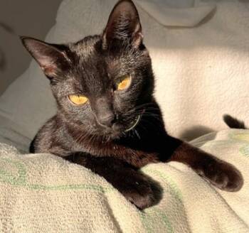 Bombay and Domestic Short Hair Cats Available for Adoption - Valentine | PetCurious