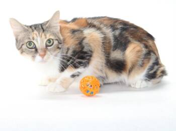 VELMA -  Domestic Medium Hair Cat for Adoption in Burbank, California - VELMA | PetCurious