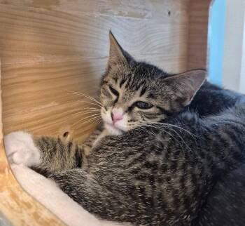 Cocomo -  Domestic Short Hair Cat for Adoption in Fort Collins, Colorado - Cocomo | PetCurious